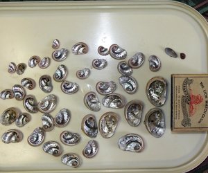 Vis sluk 43 perlemoentjies